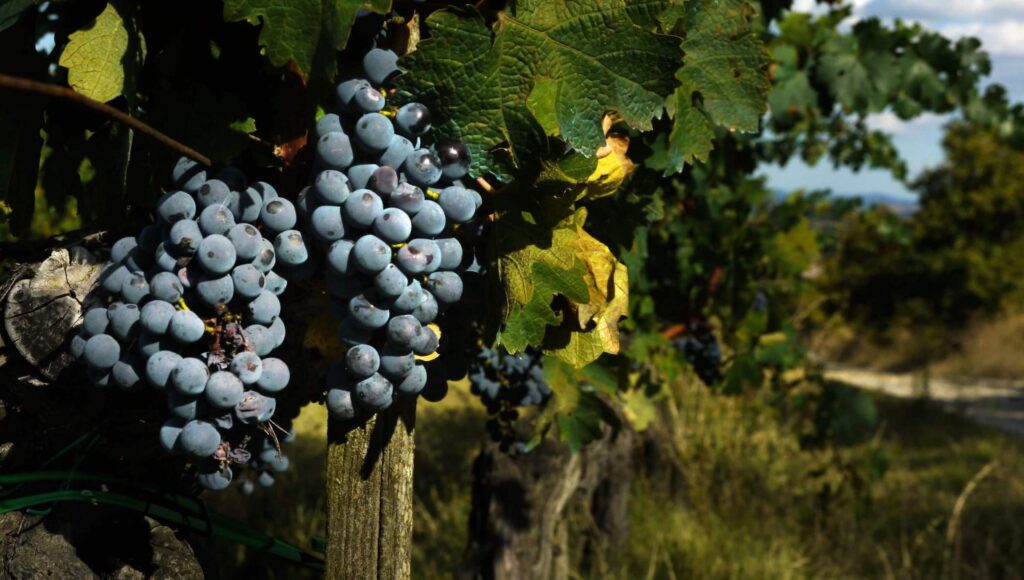 Grapes in a Tuscan vineyard